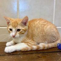 Why Sponsor A Pet? - Loving pet