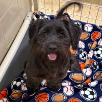 Why Sponsor A Pet? - Loving pet