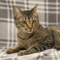 Why Sponsor A Pet? - Loving pet