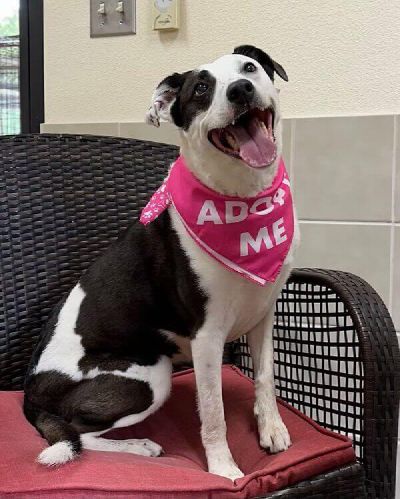 Adopt Amanda Freeman-Fritts Pet photo