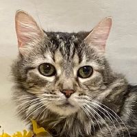 Why Sponsor A Pet? - Loving pet