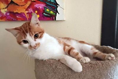 Showstopper Freeman-Fritts Pet photo