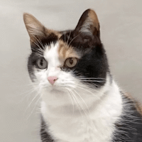 Why Sponsor A Pet? - Loving pet