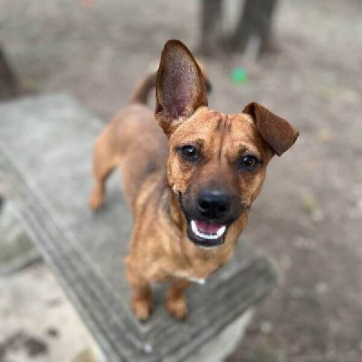 He’s ruggedly handsome  Freeman-Fritts Pet photo