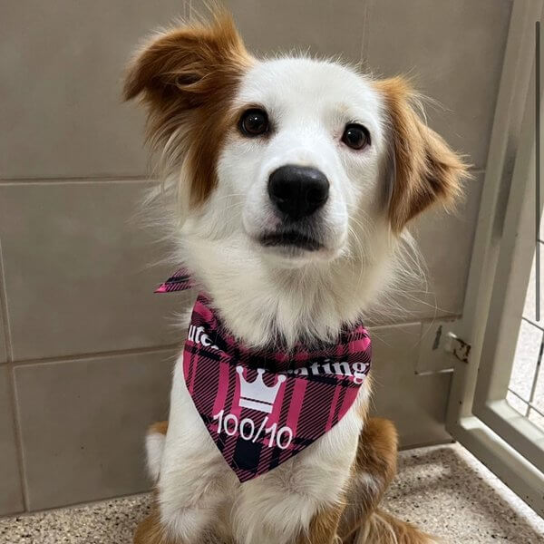 Maggie the collie mix Freeman-Fritts Pet photo