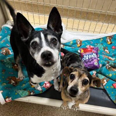 This duo is inseparable  Freeman-Fritts Pet photo