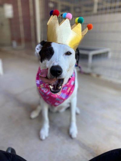 The queen! Freeman-Fritts Pet photo