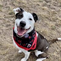 Why Sponsor A Pet? - Loving pet