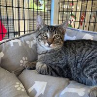 Why Sponsor A Pet? - Loving pet