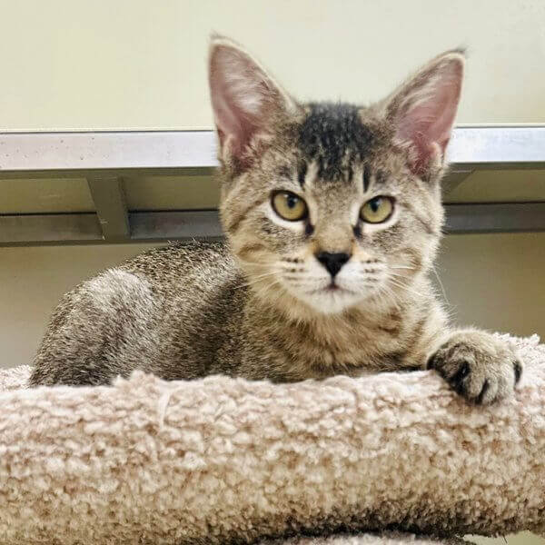  Lizzie Banner Background Image