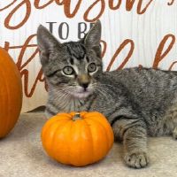 Why Sponsor A Pet? - Loving pet