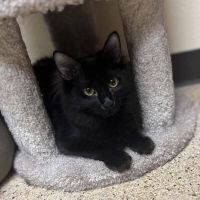 Why Sponsor A Pet? - Loving pet