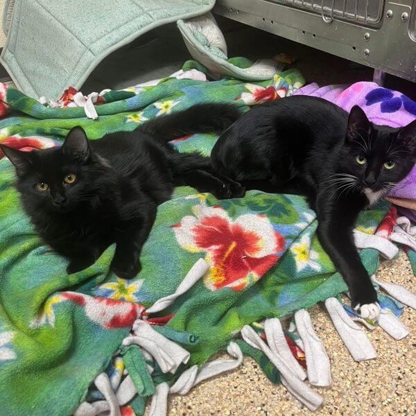 Pixie n Trixie snuggles Freeman-Fritts Pet photo