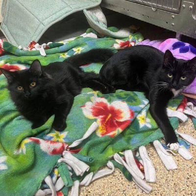 Pixie n Trixie snuggles Freeman-Fritts Pet photo