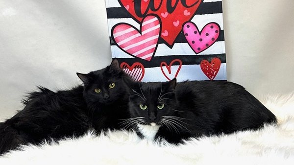 Mom n baby snuggles Freeman-Fritts Pet photo