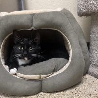 Why Sponsor A Pet? - Loving pet