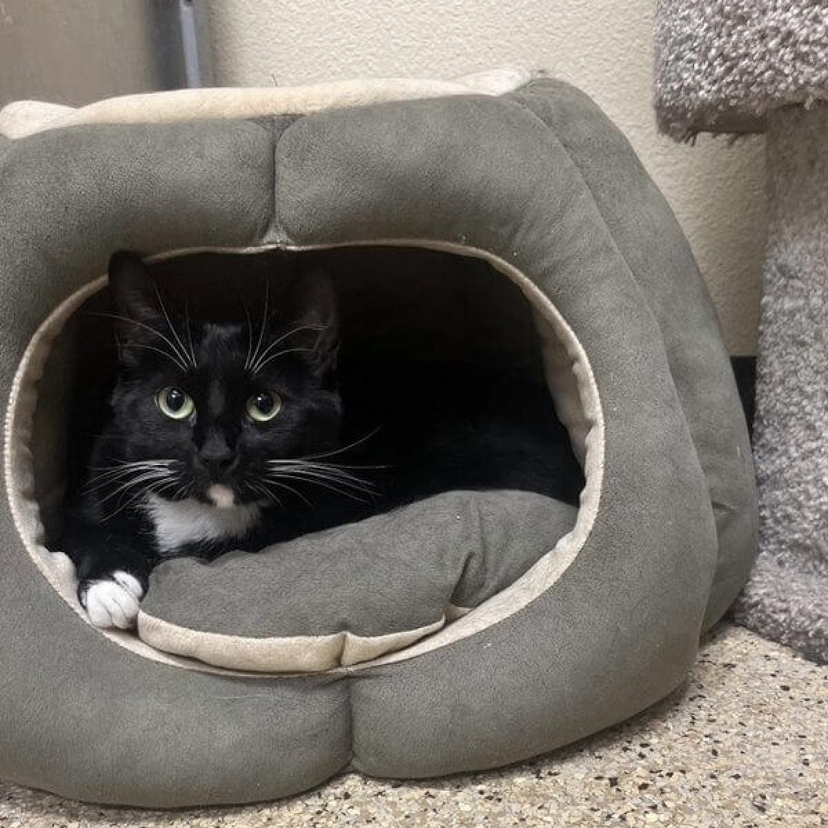 %!s(<nil>) Trixie Banner Background Image