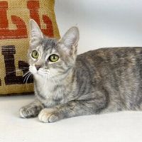 Why Sponsor A Pet? - Loving pet