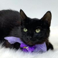 Why Sponsor A Pet? - Loving pet