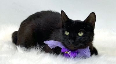 Gorgeous Manx, Eclipse Freeman-Fritts Pet photo