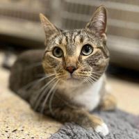 Why Sponsor A Pet? - Loving pet