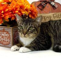 Why Sponsor A Pet? - Loving pet