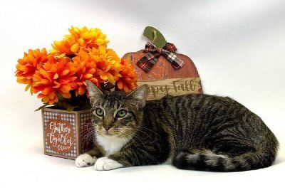 Paige loves to pose Freeman-Fritts Pet photo