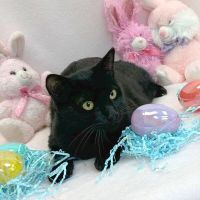 Why Sponsor A Pet? - Loving pet