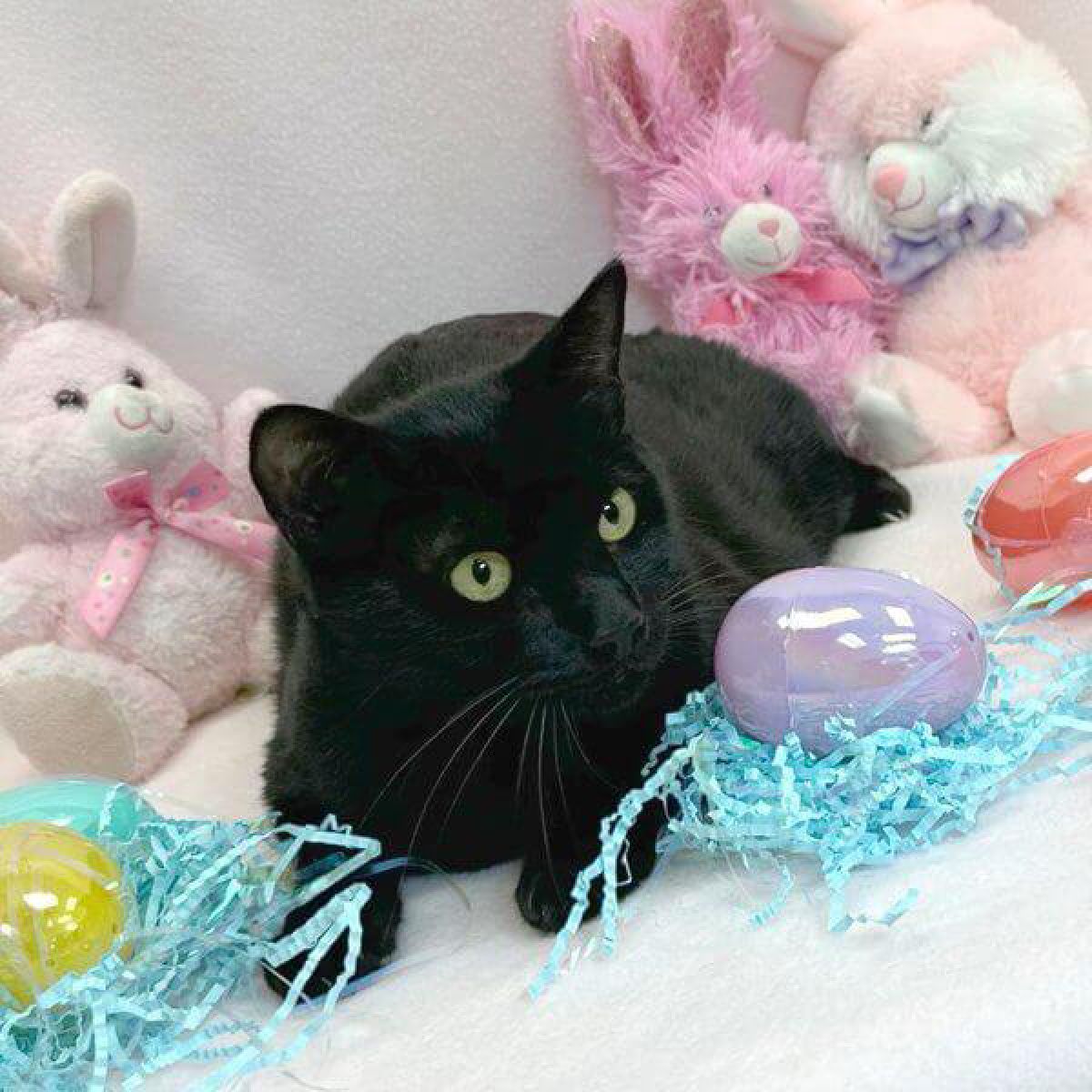 %!s(<nil>) Anakin Banner Background Image