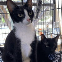 Why Sponsor A Pet? - Loving pet