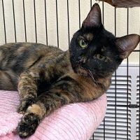 Why Sponsor A Pet? - Loving pet