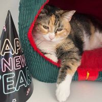 Why Sponsor A Pet? - Loving pet