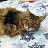 Why Sponsor A Pet? - Loving pet