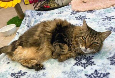 Sweet Peggy Freeman-Fritts Pet photo