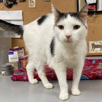 Why Sponsor A Pet? - Loving pet