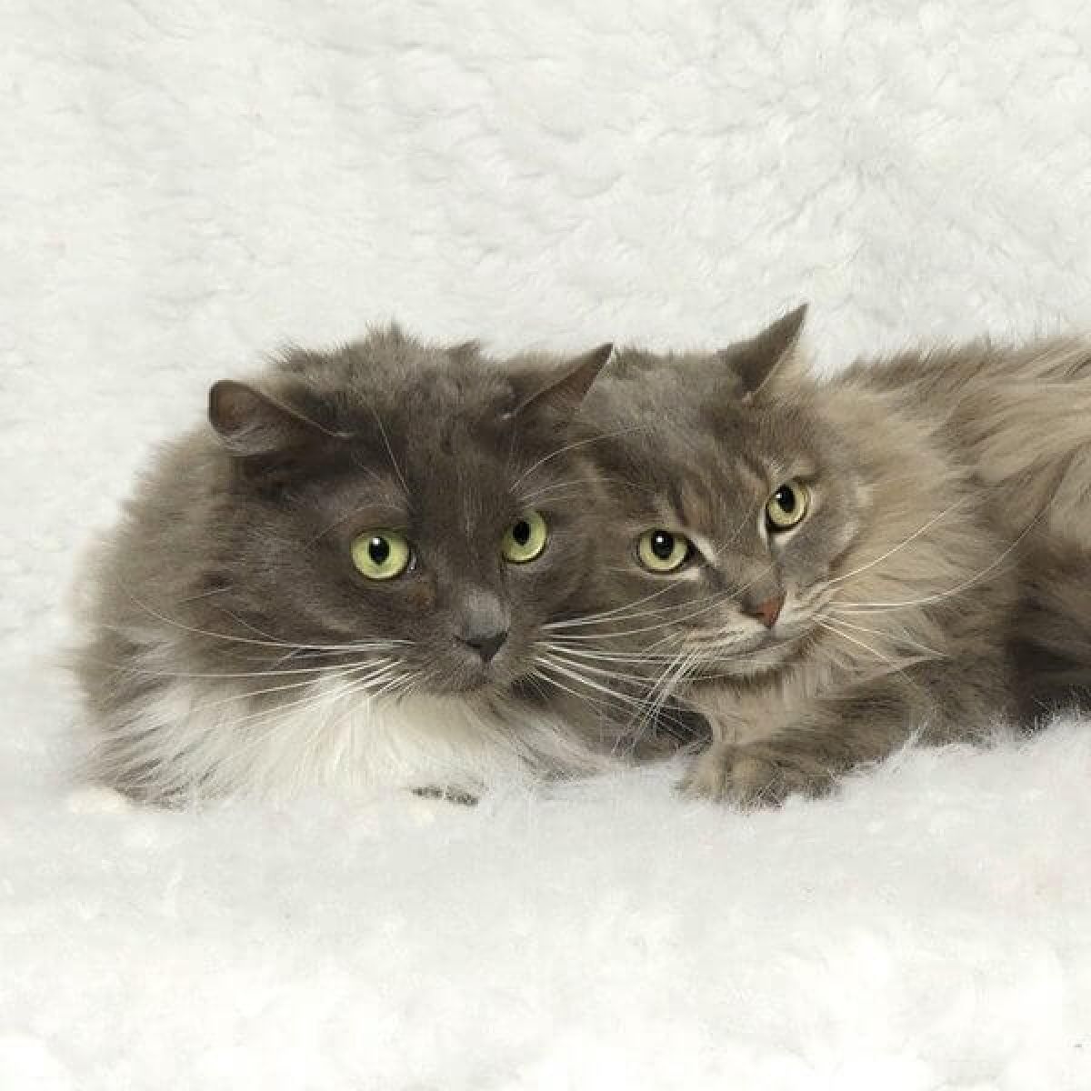 %!s(<nil>) Dakota & Porche Banner Background Image