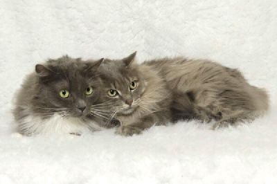Gorgeous brother & sister duo Freeman-Fritts Pet photo