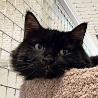 Why Sponsor A Pet? - Loving pet