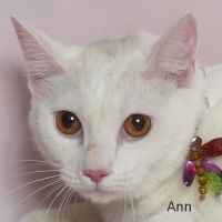 Why Sponsor A Pet? - Loving pet