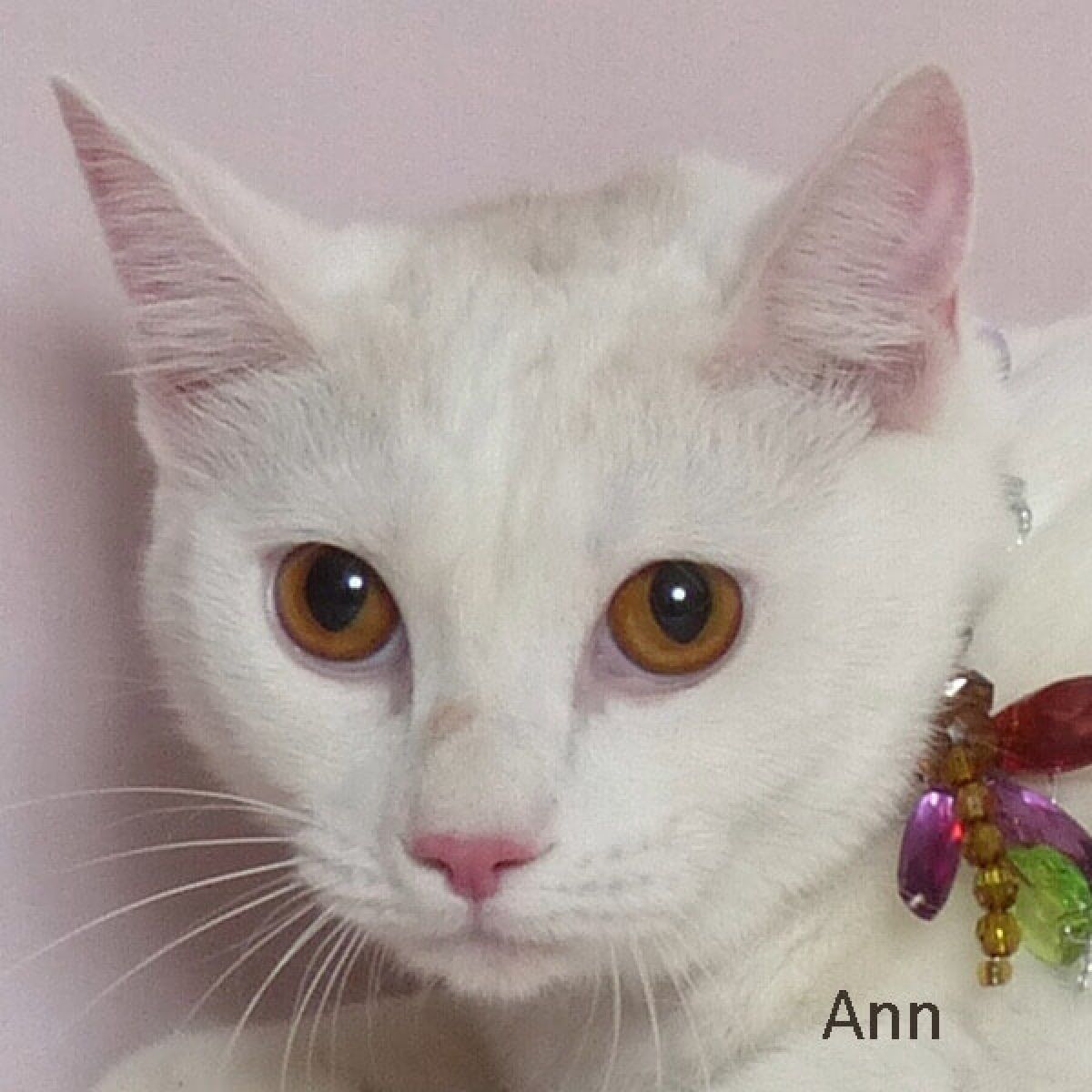 %!s(<nil>) Ann Banner Background Image