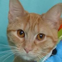 Why Sponsor A Pet? - Loving pet