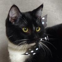 Why Sponsor A Pet? - Loving pet