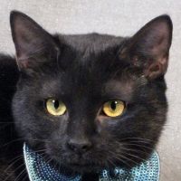 Why Sponsor A Pet? - Loving pet