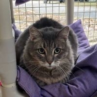 Why Sponsor A Pet? - Loving pet