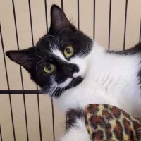 Why Sponsor A Pet? - Loving pet