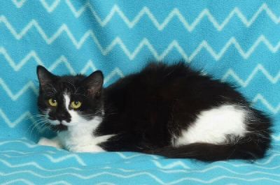 Glamour photo of Squee Freeman-Fritts Pet photo