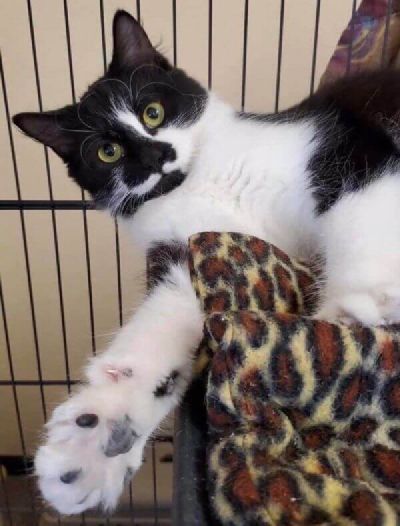 Paws out! Freeman-Fritts Pet photo