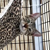 Why Sponsor A Pet? - Loving pet