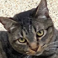 Why Sponsor A Pet? - Loving pet