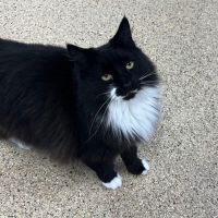 Why Sponsor A Pet? - Loving pet